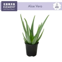 Element de Altman plante Aloe Vera Suculente Live interior casa planta cu Cultivator Oală